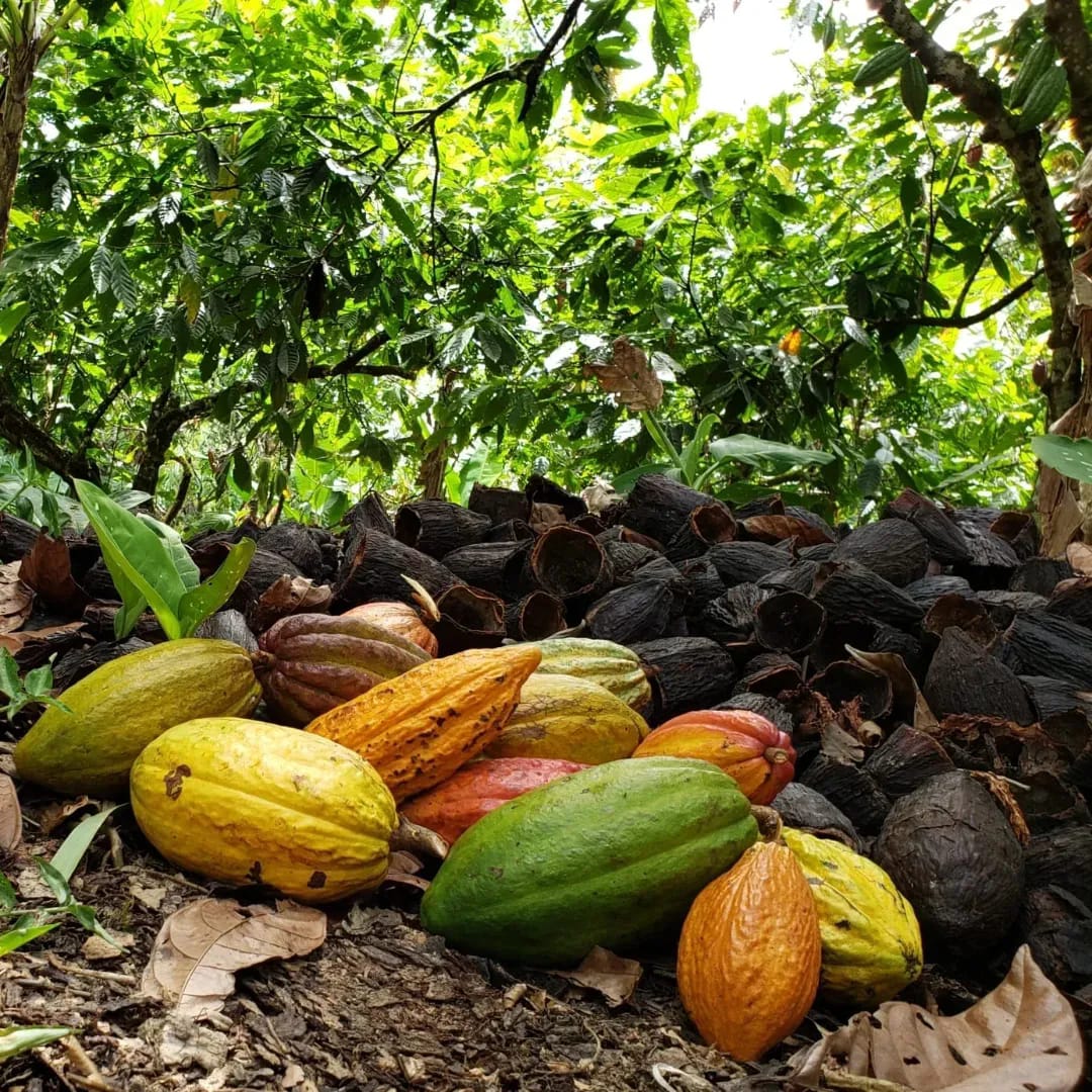 October Chocolate Tasting: Jamaica and Trinidad