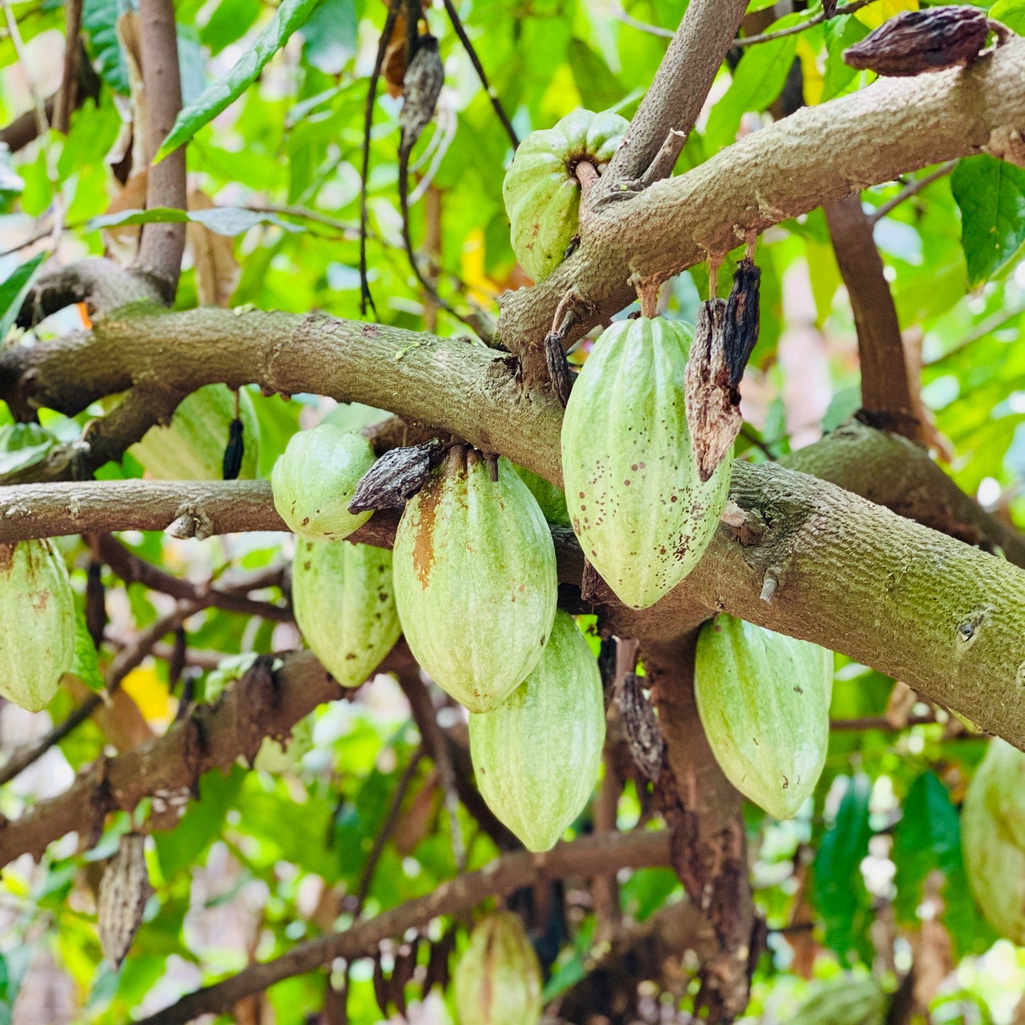 Changzhi Pingtung 70%