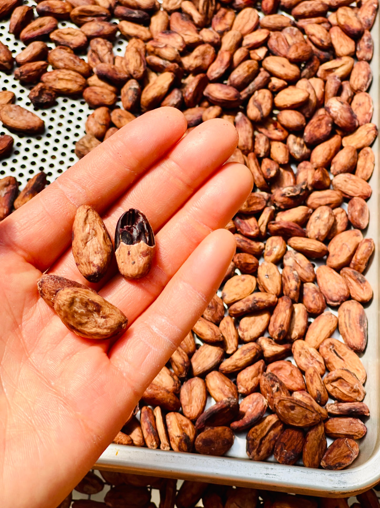 Taiwanese Tea & Chocolate Tasting