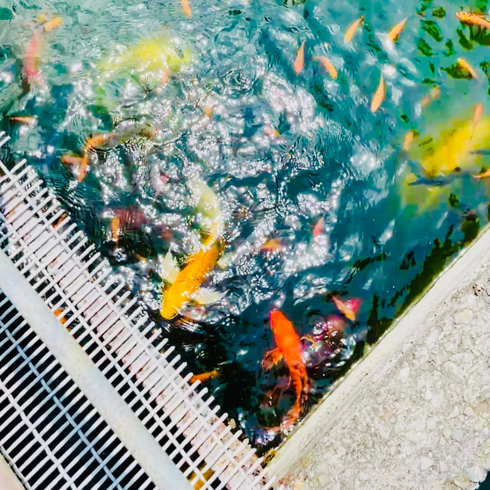 Changzhi Pingtung 70%