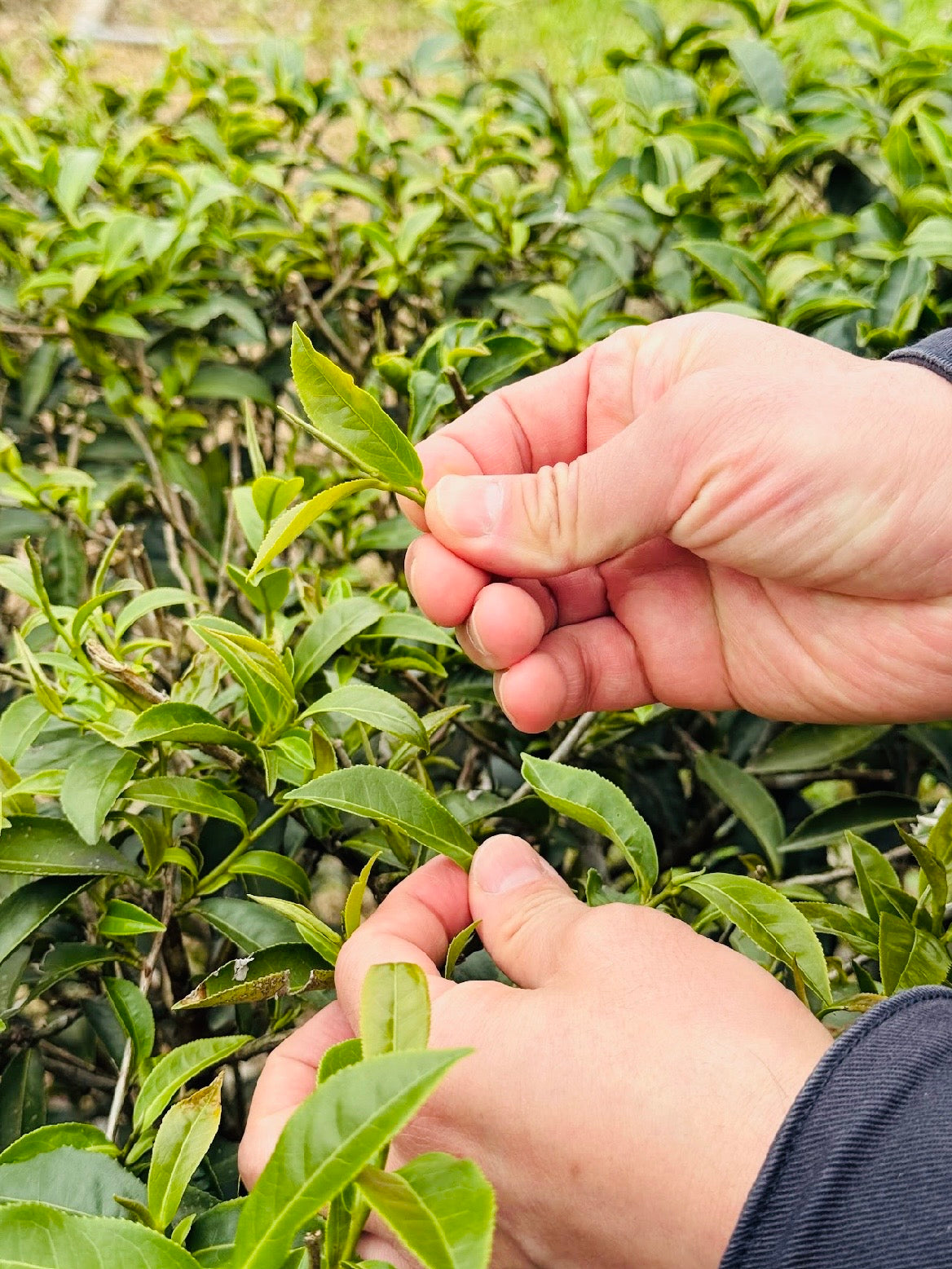 Taiwanese Tea & Chocolate Tasting